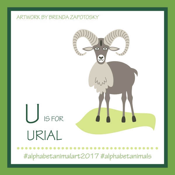 U is for Urial by Brenda Zapotosky
